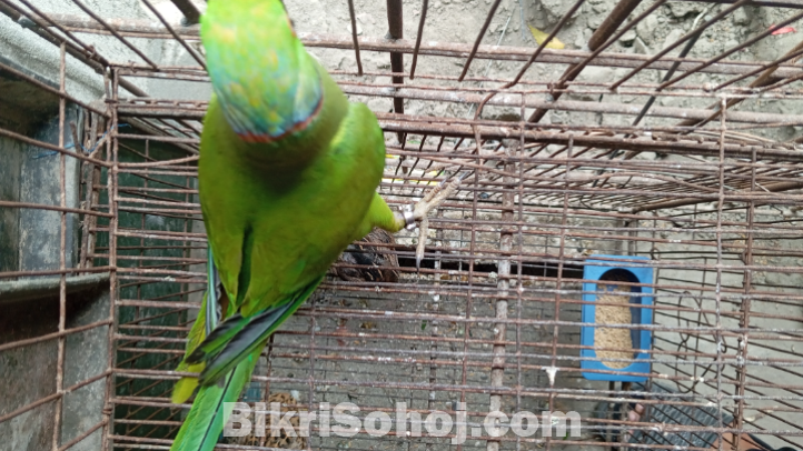 ইন্ডিয়ান রিংনেক টিয়া